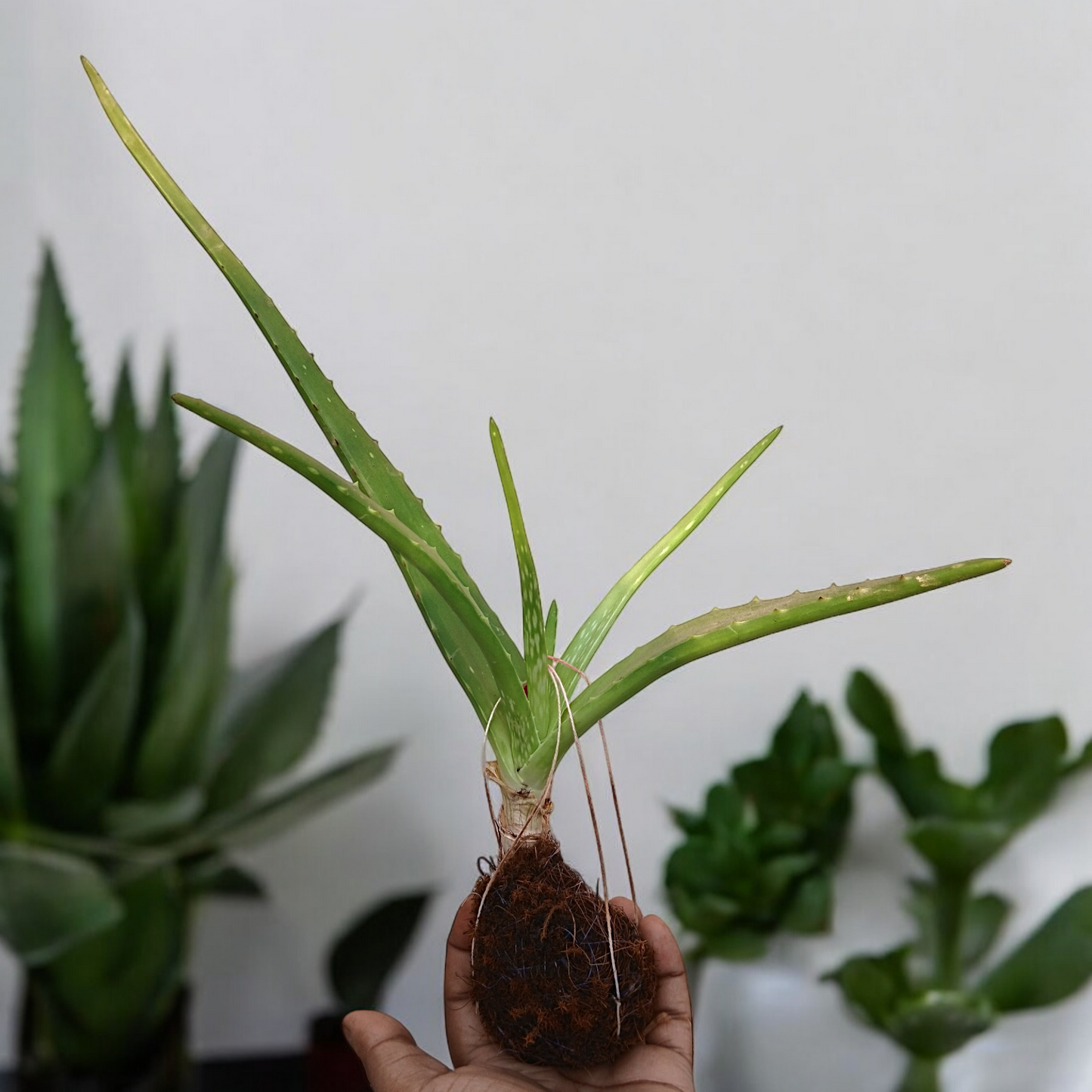 Hanging Aloe Vera - Natural Air Purifier & Skin Healer