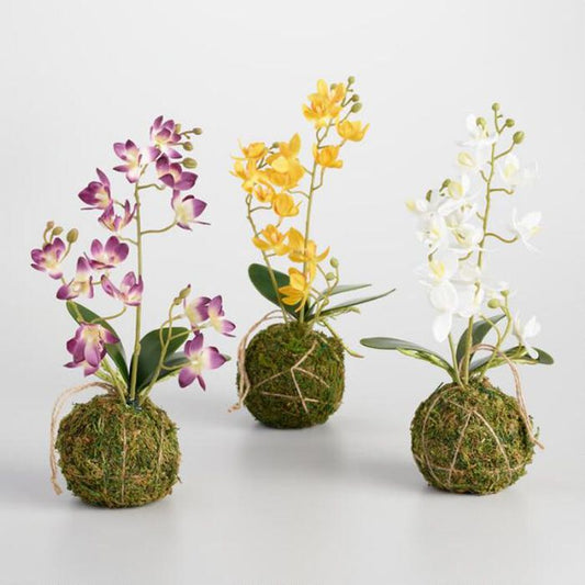 How Humidity Affects the Foliage of Your Plants?