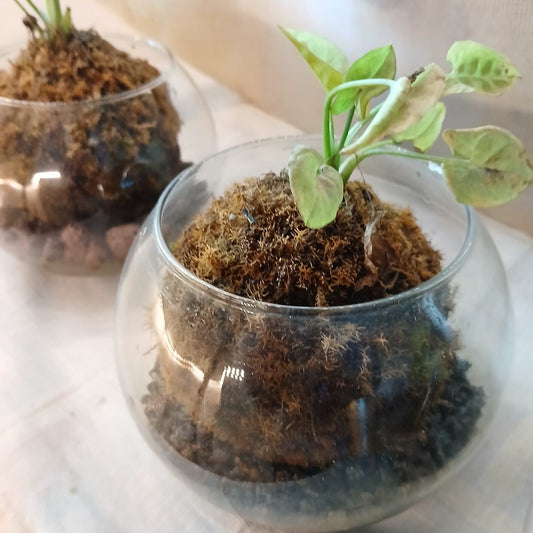 Tabletop Fancy Kokedama - Unique Indoor Plant Display (250ml Pot)