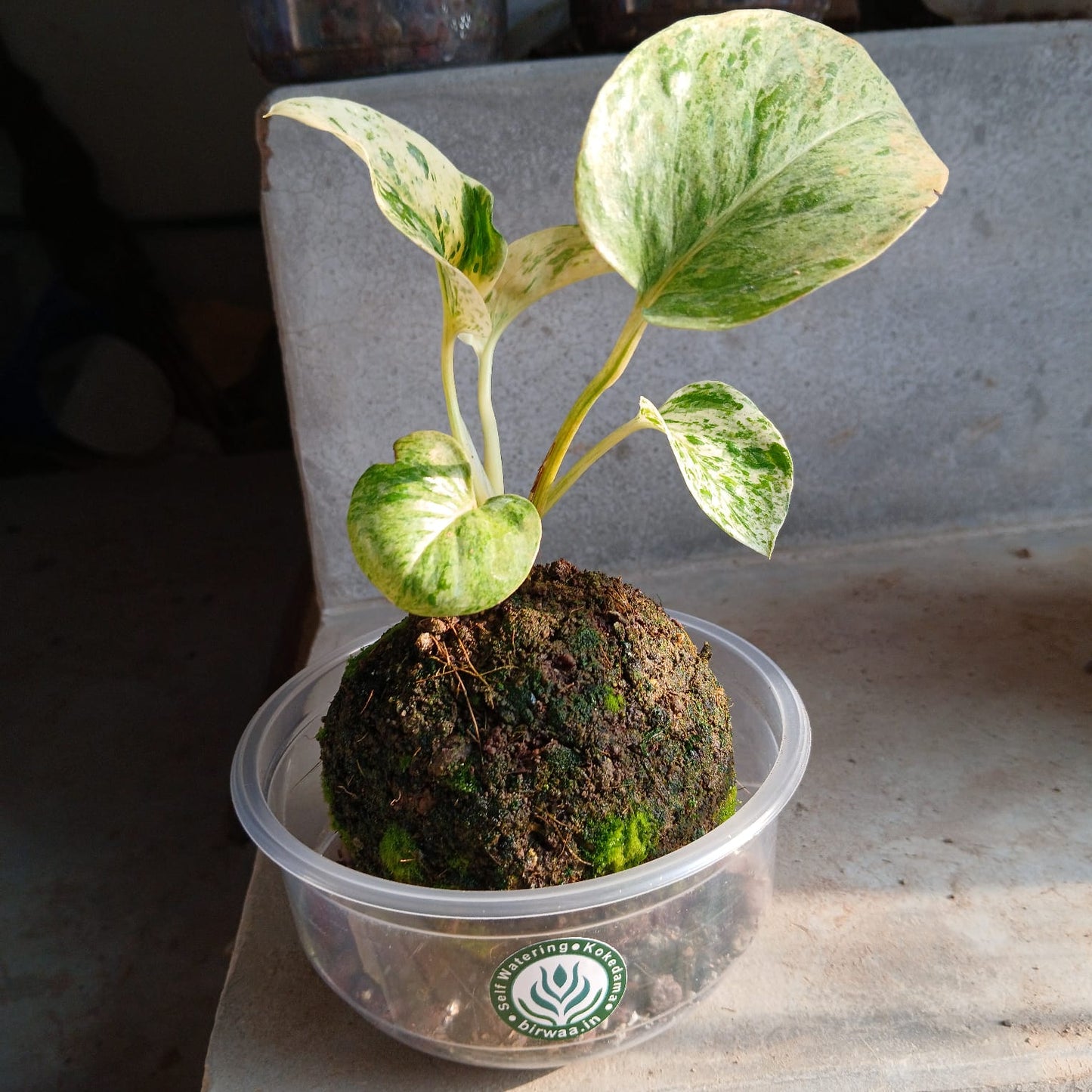 Tabletop Kokedama Plant - Variegated Pothos - Unique Indoor Decor