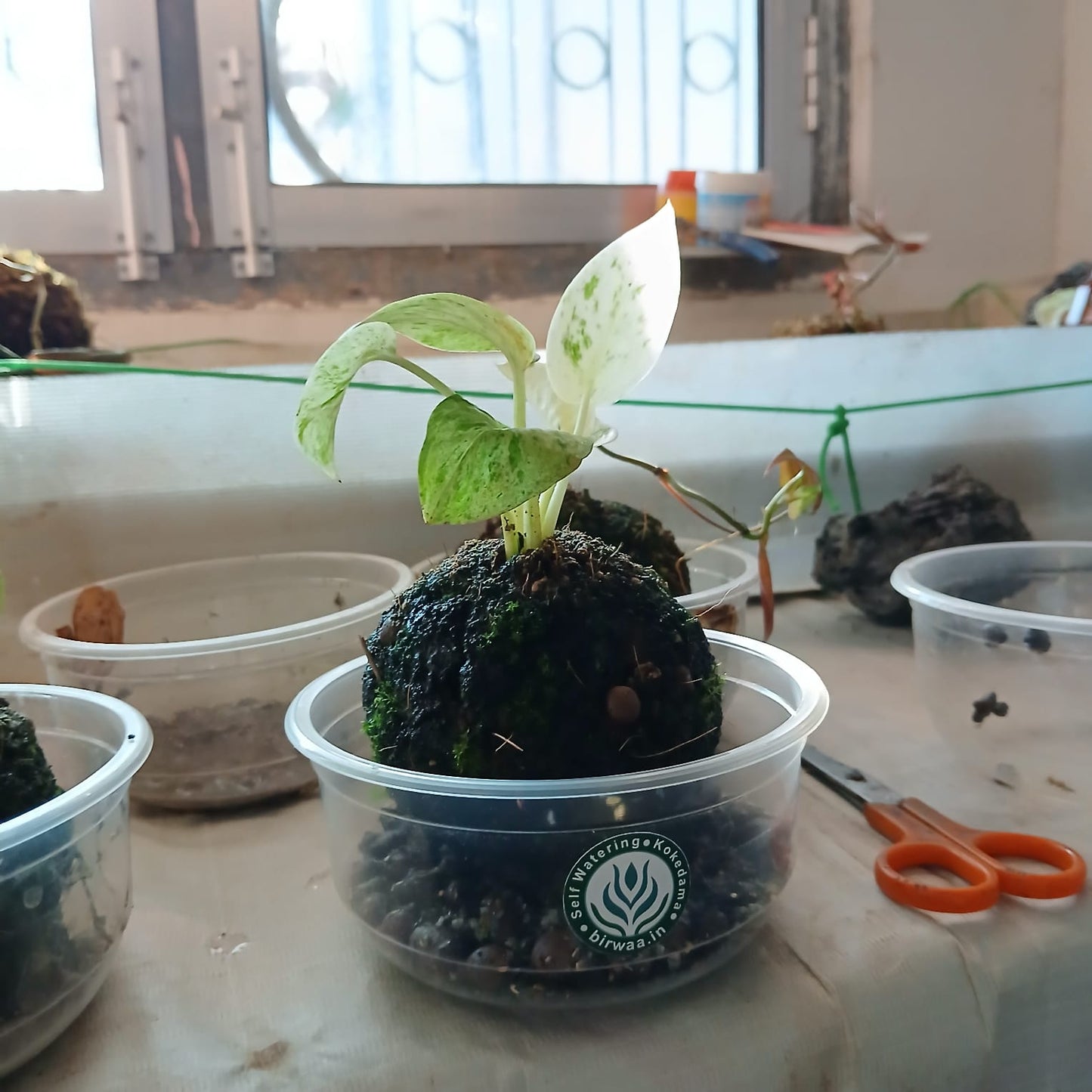 Tabletop Kokedama Plant - Variegated Pothos - Unique Indoor Decor