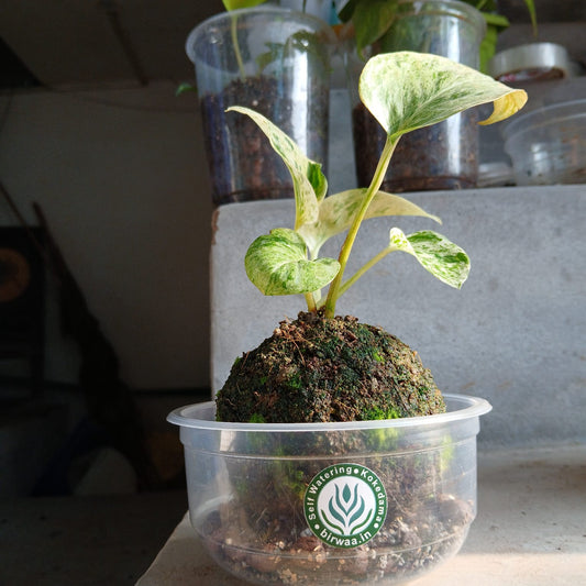 Tabletop Kokedama Plant - Variegated Pothos - Unique Indoor Decor