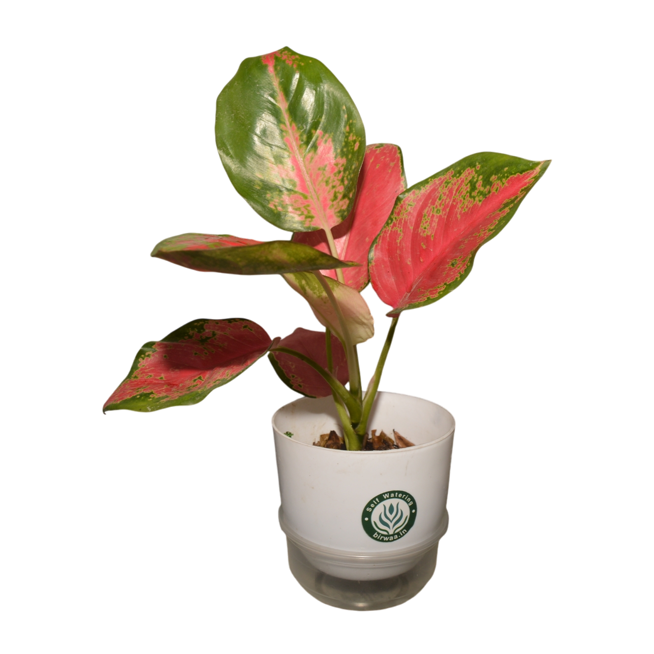 Birwaa Premium Self-Watering 16cm Pot - Effortless Plant Care