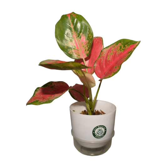 Birwaa Premium Self-Watering 16cm Pot - Effortless Plant Care