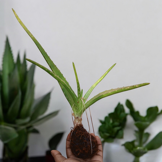 Hanging Aloe Vera - Natural Air Purifier & Skin Healer